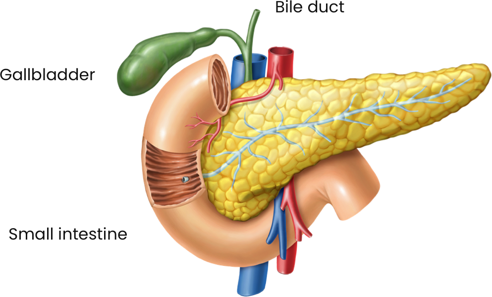 Digestive system diagram