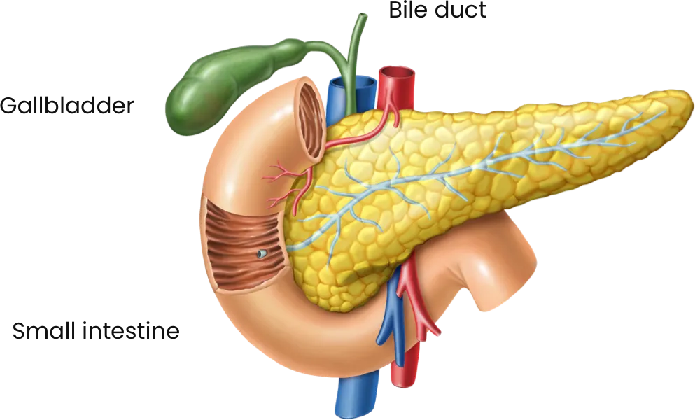 Digestive system diagram
